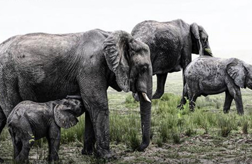 Botsvana, Almanya'yı tehdit etti: 20 bin fil göndeririz!