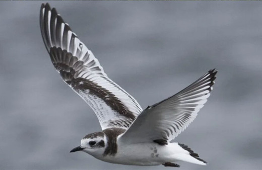 Kuşların yüzde 92'sini temsil eden kapsamlı soyağacı oluşturuldu