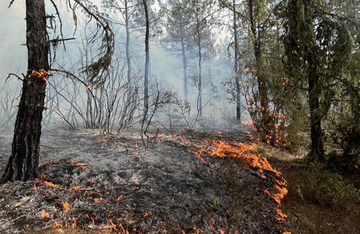 Sinop'ta çıkan orman yangınında 5 hektarlık alan zarar gördü