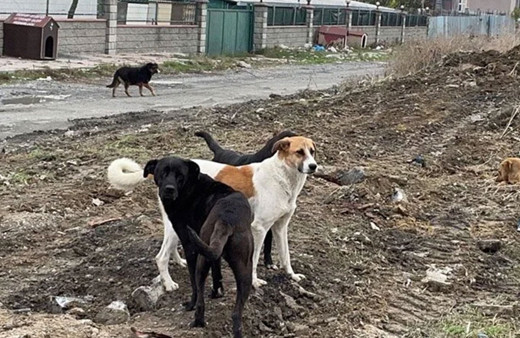 Antalya'da çoban köpeklerinin saldırısına uğrayan kadın öldü