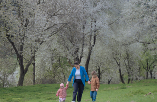 İklim değişikliği nedeniyle Slovakya'da kiraz ağaçları erken çiçek açtı
