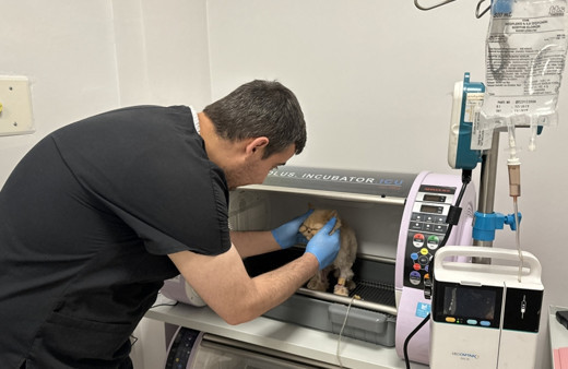 Kedi Garfi, tıkalı kalın bağırsağının bir kısmı alınarak yaşatıldı