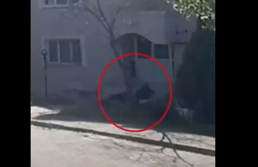 Edirne'de başı boş köpek dehşeti! Nedim Şener paylaştı ölmekten beter olursun