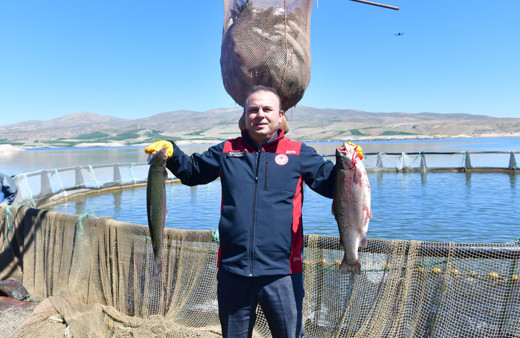 Denizi olmayan Kayseri'de Türk somonu hasadı başladı