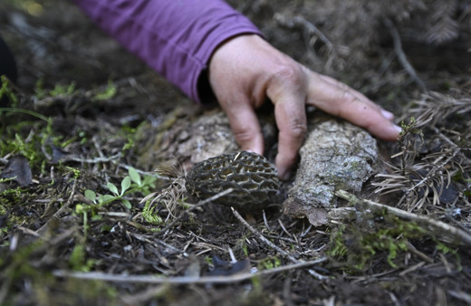 Antalya'da kuzugöbeği mantarı sezonu başladı