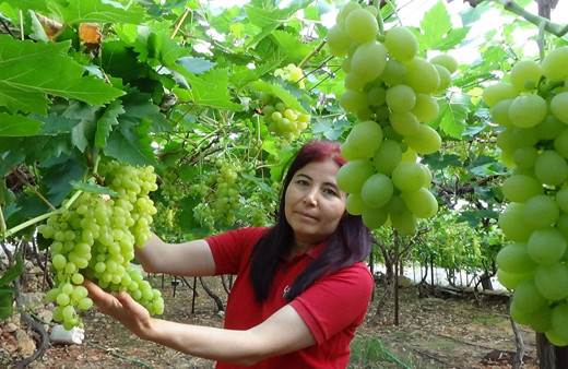 Mersin'de örtü altında üzüm hasadı yapıldı
