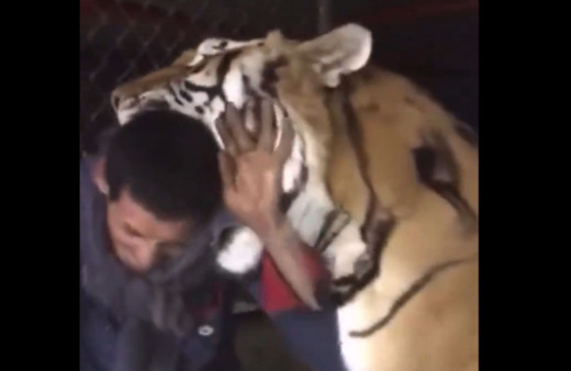 Dev kaplanın bakıcısıyla oyunu tüyleri diken diken etti kafasını ağzına alıp