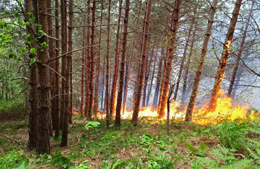 Elazığ'da ormanlara girişler 30 Eylül'e kadar yasaklandı