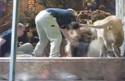 Hayvanat bahçesinde korku dolu anlar! Erkek aslan görevliye saldırdı, dişi ise...