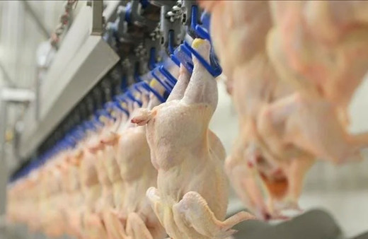 Ticaret Bakanlığı tavuk eti ihracatına sınırlama getirdi