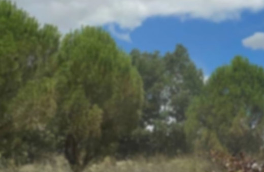 Orman işçileri insan kafatası ve kemikleri buldu