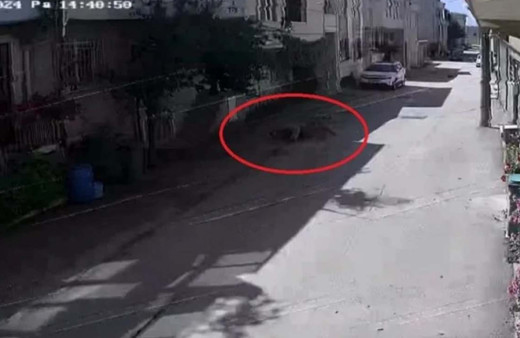 Yine sokak köpeği, yine facia!