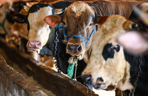 Kurban Hizmetlerinin Uygulanmasına Dair Tebliğ Resmi Gazete'de yayımlandı