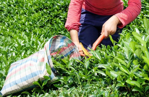 Bakanlık açıkladı; Yaş çay alım fiyatı belli oldu