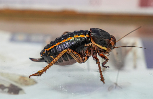 Şırnak'ta görüntülenen "yamyam tombul çekirge" incelemeye alındı