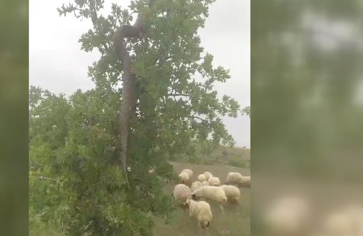 Elazığ'da ağaçta dev yılan görüntülendi çoban kayda aldı görenler inanamadı