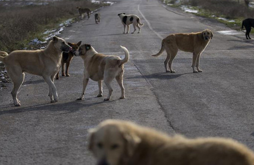 Sahipsiz hayvanlar uyutulacak mı? AK Parti'den flaş açıklama