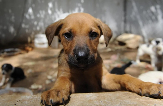 158 yazar ve sanatçıdan sokak hayvanları için imza ve çağrı