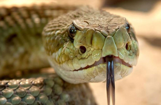 Yaşlı kadının feci ölümü! Bahçede çalışırken üzerine basınca...