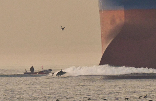 Yunuslar, İstanbul Boğazı'ndan geçen gemilere eşlik etti