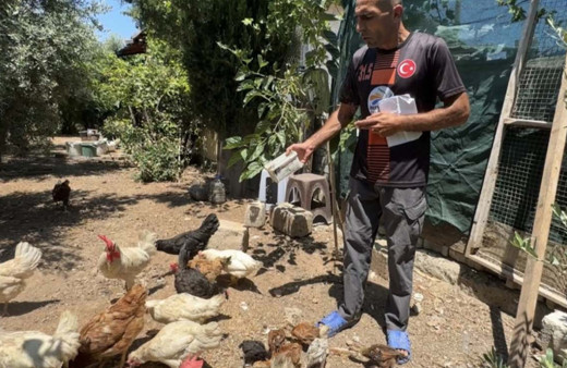 Sokak köpekleri 50 tavuk ve horozu telef etti