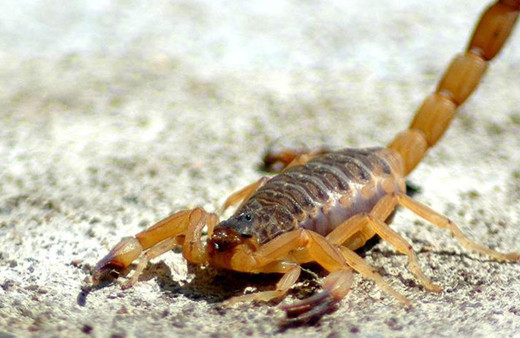 Çorum'da akrep dehşeti! Zehirlenen çocuk...