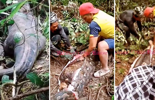 5 metrelik piton 45 yaşındaki kadını yuttu ceset böyle çıkarıldı! Endonezya'daki görüntüler kan dondurdu