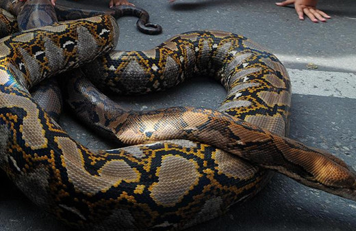 Endonezya'da kan donduran olay! 5 metrelik piton, bir kadını yuttu