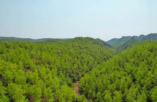 Türkiye genelinde 27 ilde ormanlara giriş yasaklandı