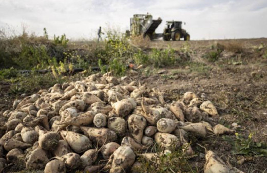 Pancar çiftçisine 709 milyon lira çapa avans ödemesi yapıldı