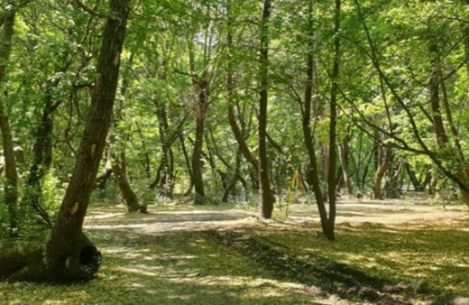 O ilde ormanlık alanlara giriş yasaklandı