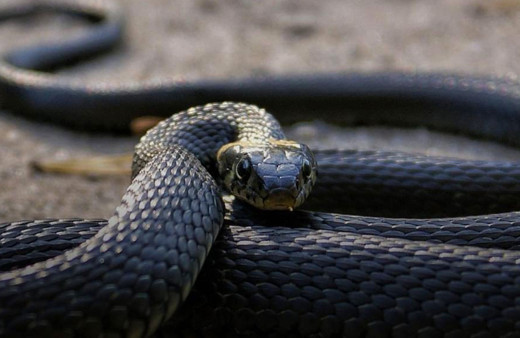 Hindistan'da bir kişi, kendisini ısıran zehirli yılanı 2 kez ısırarak öldürdü