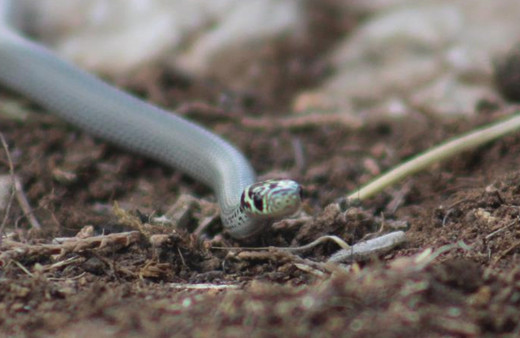 Pantolonunun içine sakladığı 104 yılanla ülkeye girmeye çalışırken yakalandı