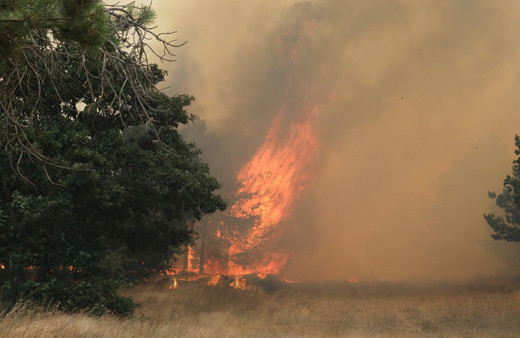 Edirne'de orman yangını