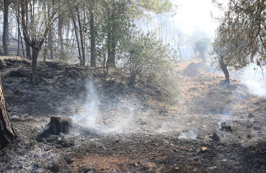 Hatay'da orman yangını çıktı!
