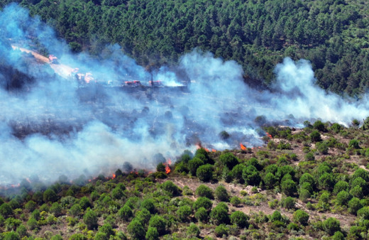 Pendik'te orman yangını! 3 saat sonra söndürüldü