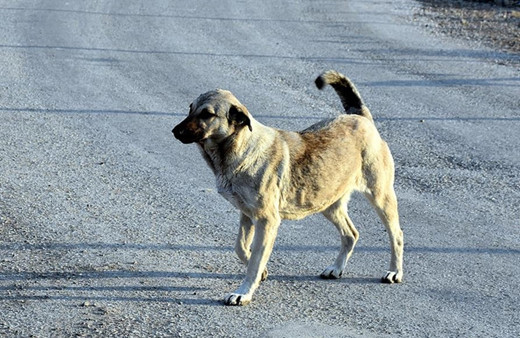 Sokak köpekleri düzenlemesinde 'ötenazi' kararı: İfade çıkarıldı