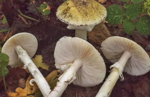 Erzurum'da mantardan zehirlenen 12 kişi tedavi altına alındı