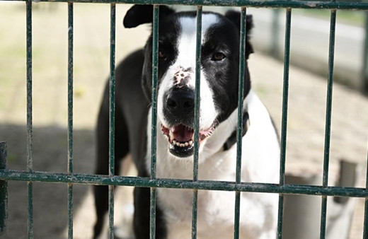 10 soruda TBMM'de kabul edilen sahipsiz hayvanlara yönelik düzenleme