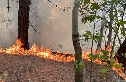 Aydın'da yangın tarım arazisinden ormana sıçradı! Hepsi kül oldu