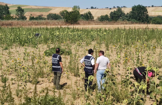 Kırklareli'nde 2 milyon 161 bin 472 kök Hint keneviri ele geçirildi