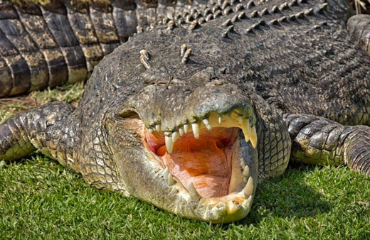 Avustralya'da kayıp kişi timsahın karnından çıktı