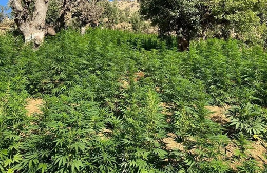 Diyarbakır'da narkotik operasyonu! 2 milyon kök Hint keneviri ve 110 kilogram esrar ele geçirildi