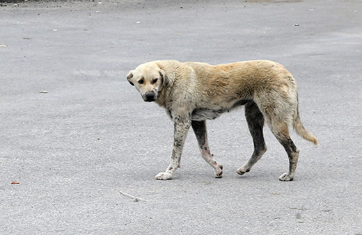 Niğde'de köpek katliamı iddiası: Belediyeden açıklama geldi