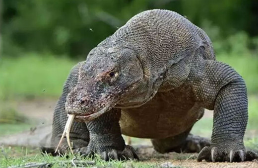 DMM, "Ege Sahili'nde 'yeşil Komodo ejderi' görüldü" iddiasını yalanladı