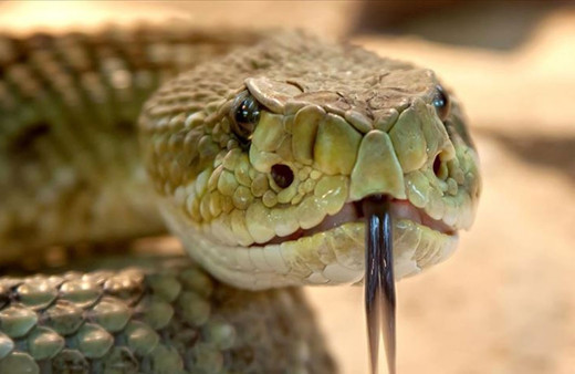 Bir bebek, oyuncak sandığı yılanı ısırarak öldürdü