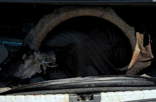 Yaban keçisi avladıklarına bin pişman oldular! Büyük ceza kesildi