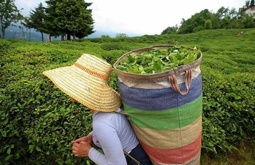ÇAYKUR'dan kota açıklaması