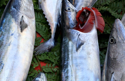 Palamut tezgahları süsledi, fiyatlar yarıya düştü