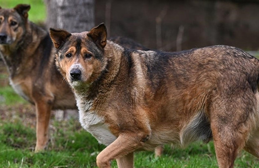 Sahipsiz hayvanlarla ilgili yasal düzenleme AYM'nin gündeminde